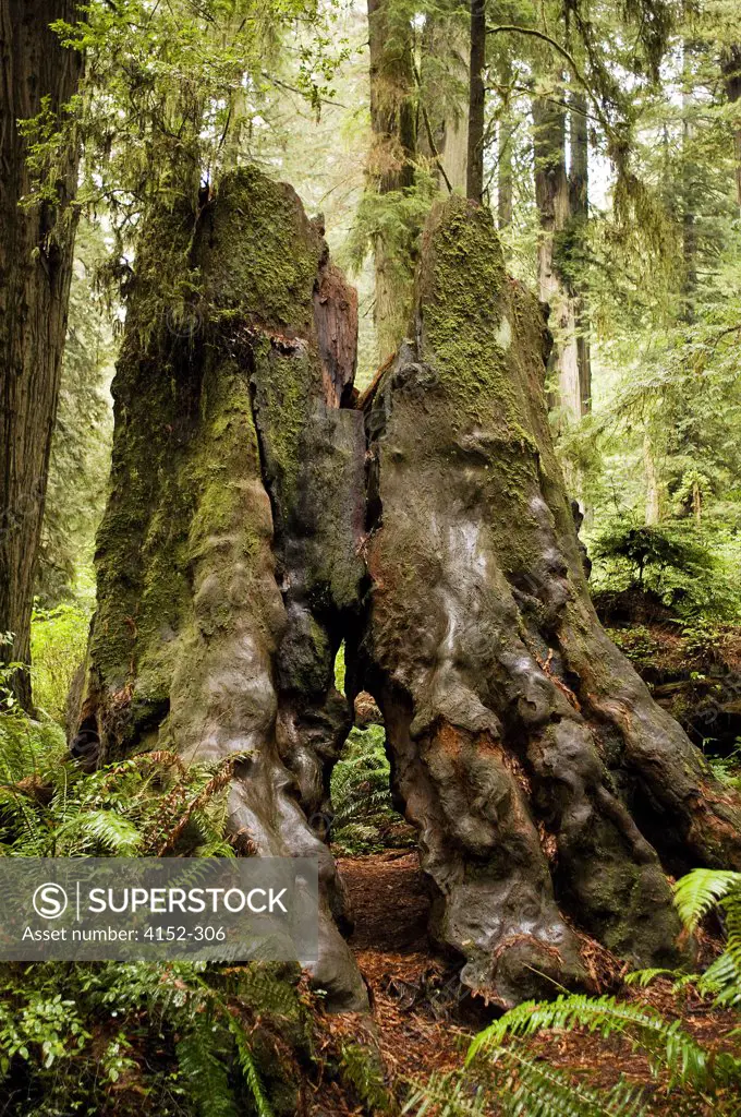 USA, Oregon, Redwood Forest