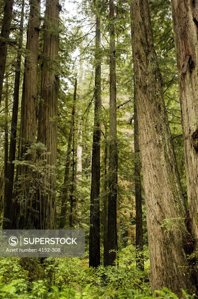 USA, Oregon, Redwood Forest