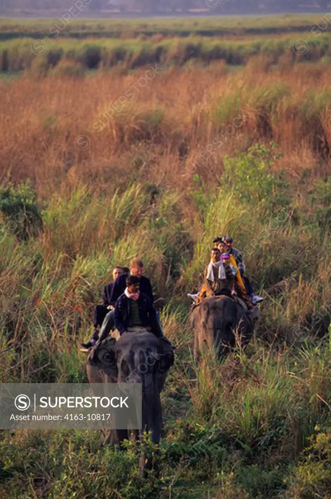 INDIA, ASSAM PROVINCE, KAZIRANGA NATIONAL PARK, TOURISTS ON ELEPHANTS