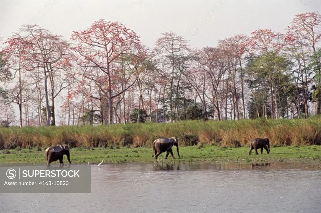 INDIA, ASSAM PROVINCE, KAZIRANGA NATIONAL PARK, WILD ASIAN ELEPHANTS