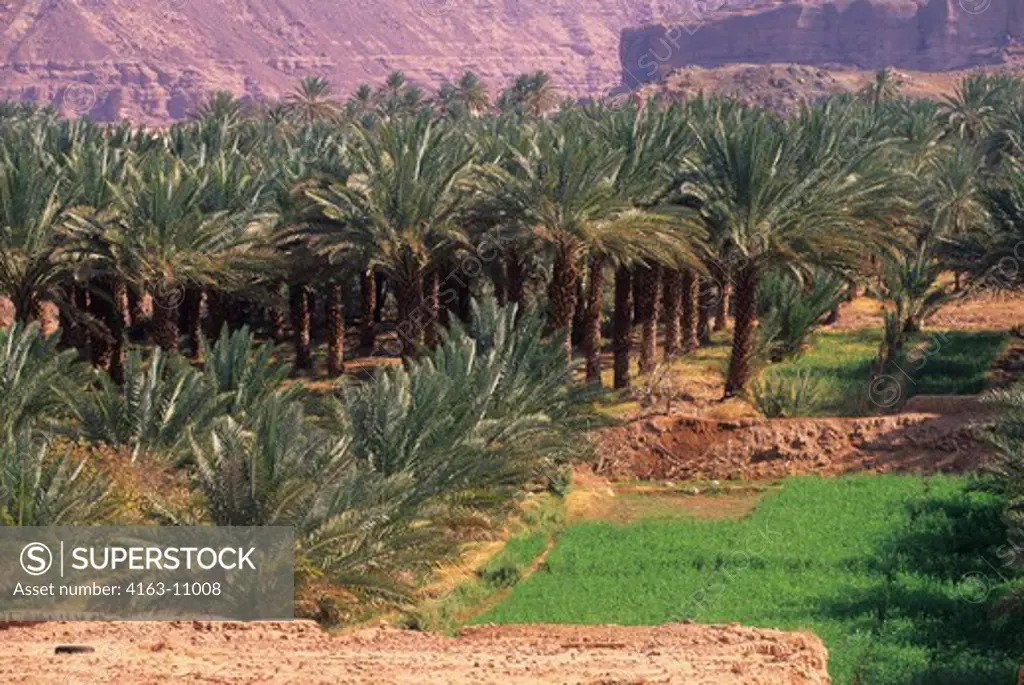 SAUDI ARABIA, AL ULA CITY, DATE PALM PLANTATION