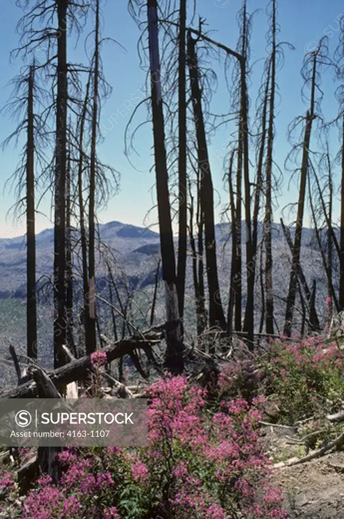 USA, WASHINGTON STATE, MT. ST. HELENS NATIONAL VOLCANIC MONUMENT, OLD DEAD TREES & NEW WILDFLOWER GROWTH--FIREWEED IN 1986