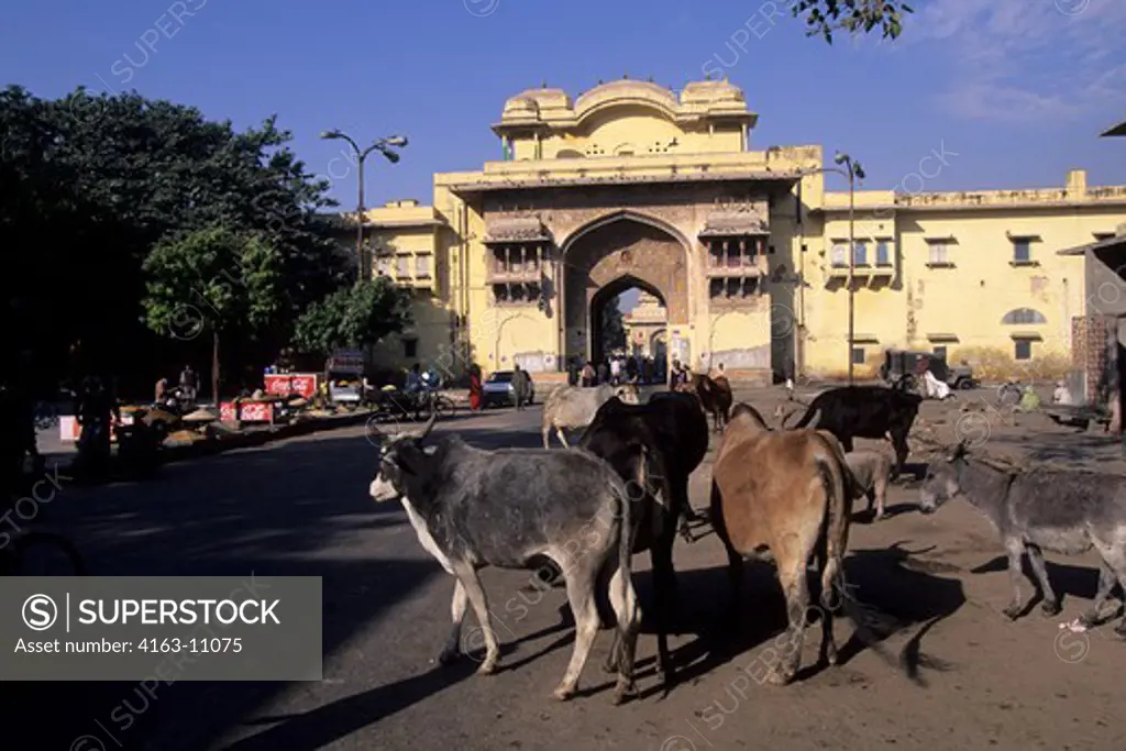 INDIA, JAIPUR, STREET SCENE, HOLY COWS