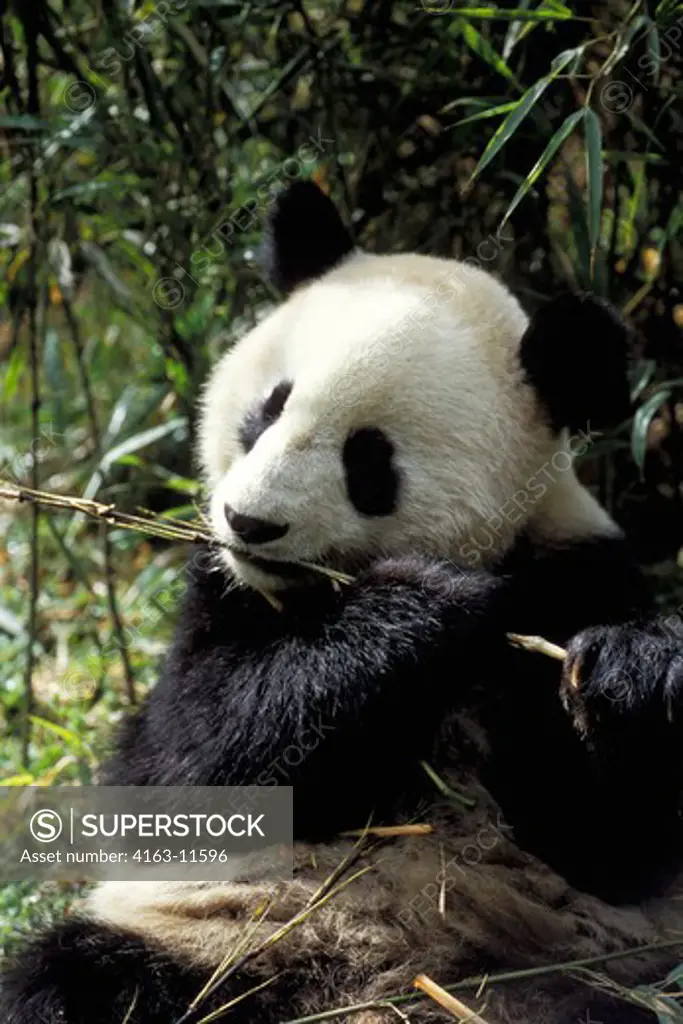 CHINA, SICHUAN PROVINCE, WOLONG PANDA RESERVE, GIANT  PANDA (Ailuropoda melanoleuca), CLOSE-UP