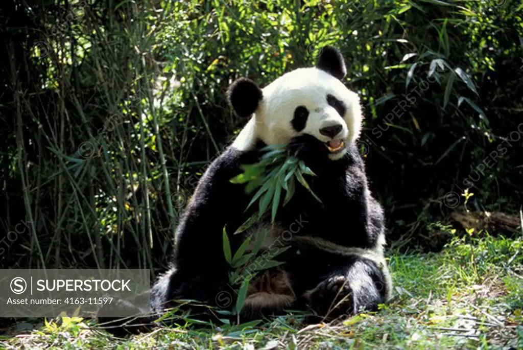 CHINA, SICHUAN PROVINCE, WOLONG PANDA RESERVE, GIANT  PANDA (Ailuropoda melanoleuca), SITTING, FEEDING ON BAMBOO