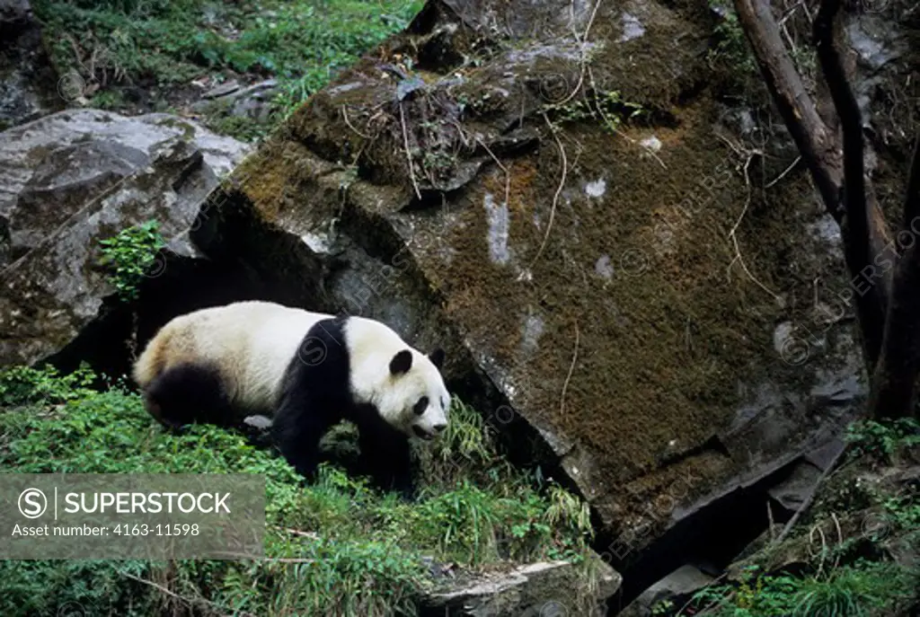 CHINA, SICHUAN PROVINCE, WOLONG PANDA RESERVE, GIANT  PANDA (Ailuropoda melanoleuca)