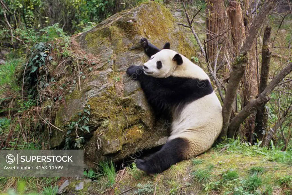 CHINA, SICHUAN PROVINCE, WOLONG PANDA RESERVE, GIANT  PANDA (AILUROPODA MELANOLEUCA), SITTING