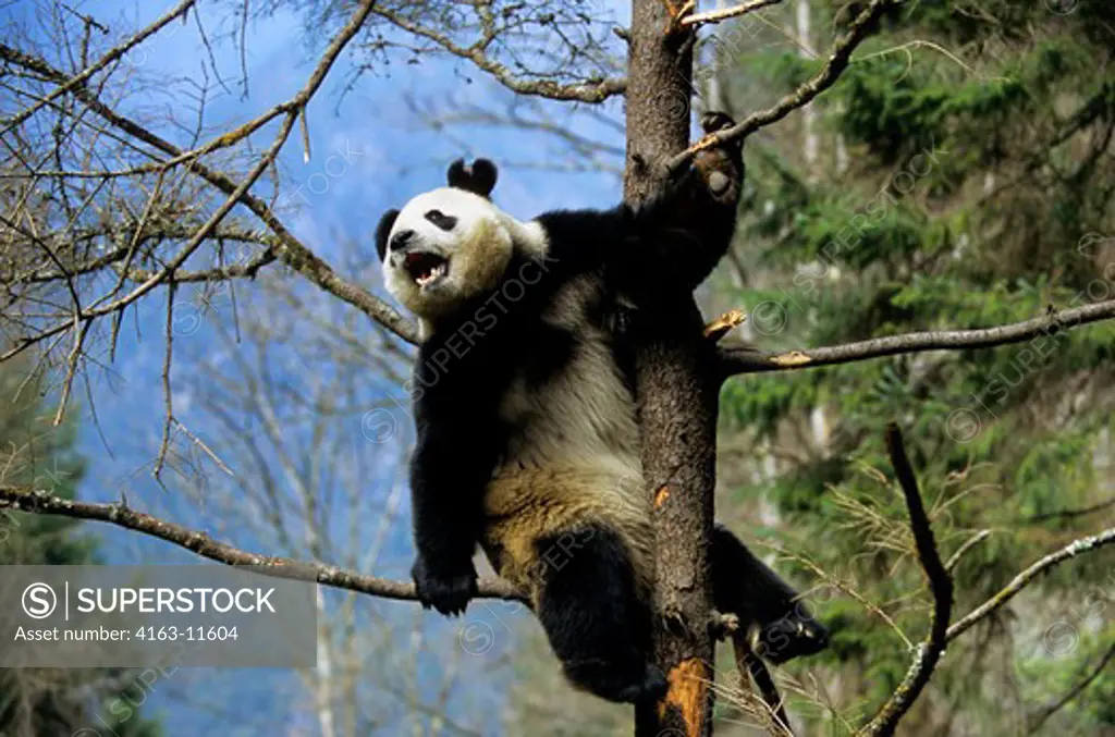 CHINA, SICHUAN PROVINCE, WOLONG PANDA RESERVE, GIANT  PANDA (Ailuropoda melanoleuca) IN TREE