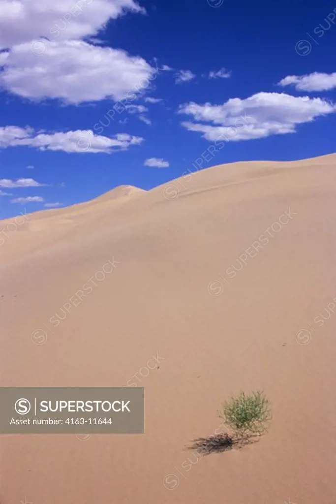 MONGOLIA, GOBI DESERT, NEAR DALANZADGAD, KHONGORYN ELS (SAND DUNES), PLANT IN SAND