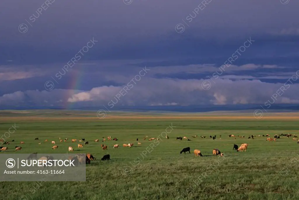 CENTRAL MONGOLIA, NEAR KARAKORUM, GRASSLANDS (STEPPES), SHEEP AND GOAT HERD, RAINBOW