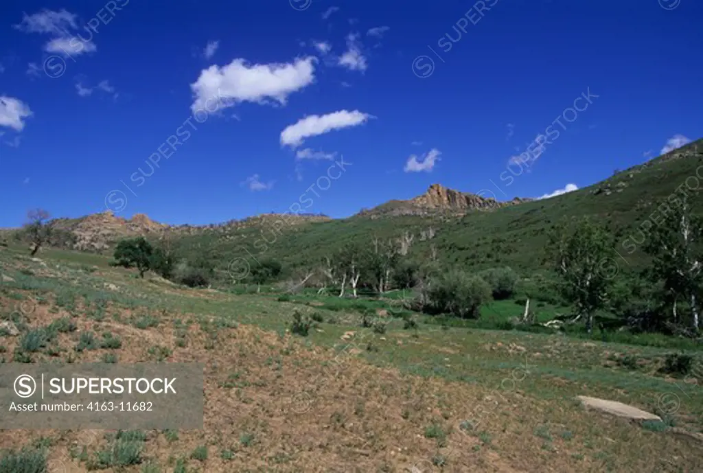 CENTRAL MONGOLIA, KHOGNO KHAN MOUNTAINS, VALLEY WITH WHITE BIRCH TREES
