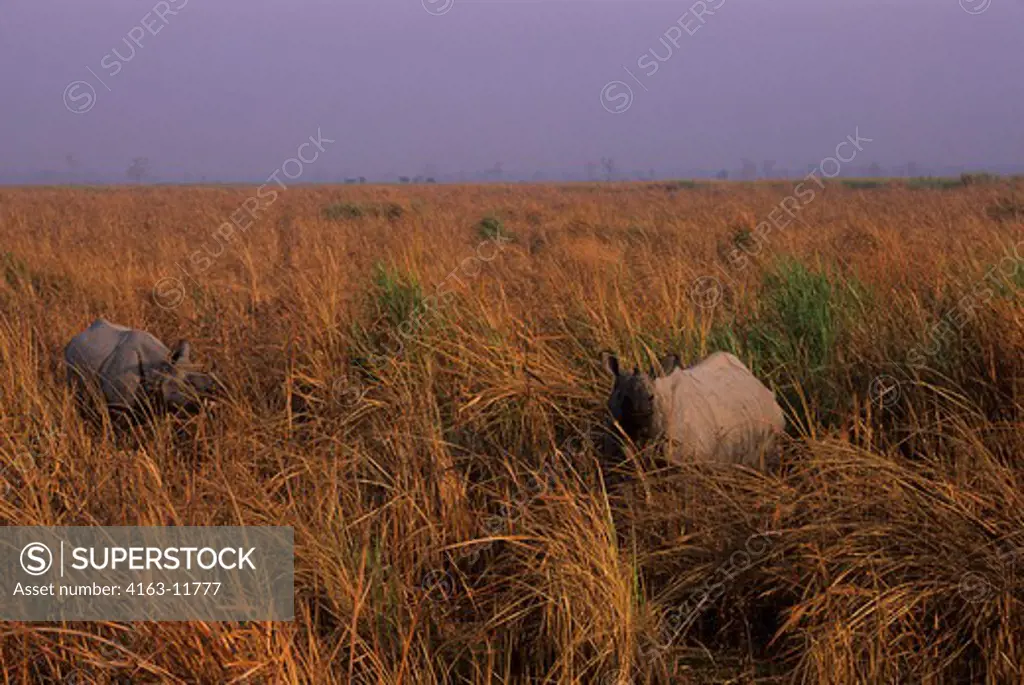 INDIA, ASSAM , KAZIRANGA N.P., ONE-HORNED RHINOCEROS IN GRASS