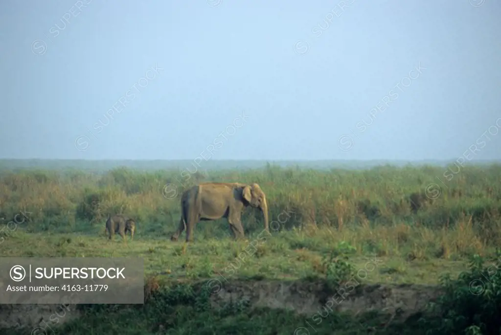 INDIA, ASSAM , KAZIRANGA N.P., ASIAN ELEPHANT WITH BABY