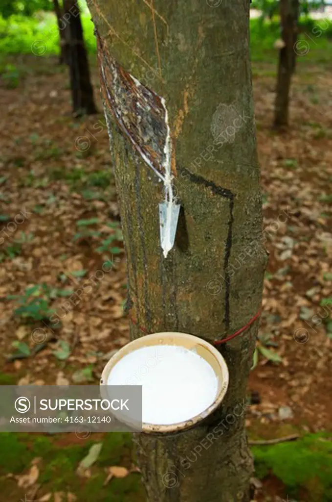 VIETNAM, NEAR VINH MOC, RUBBER PLANTATION, LATEX BEING COLLECTED