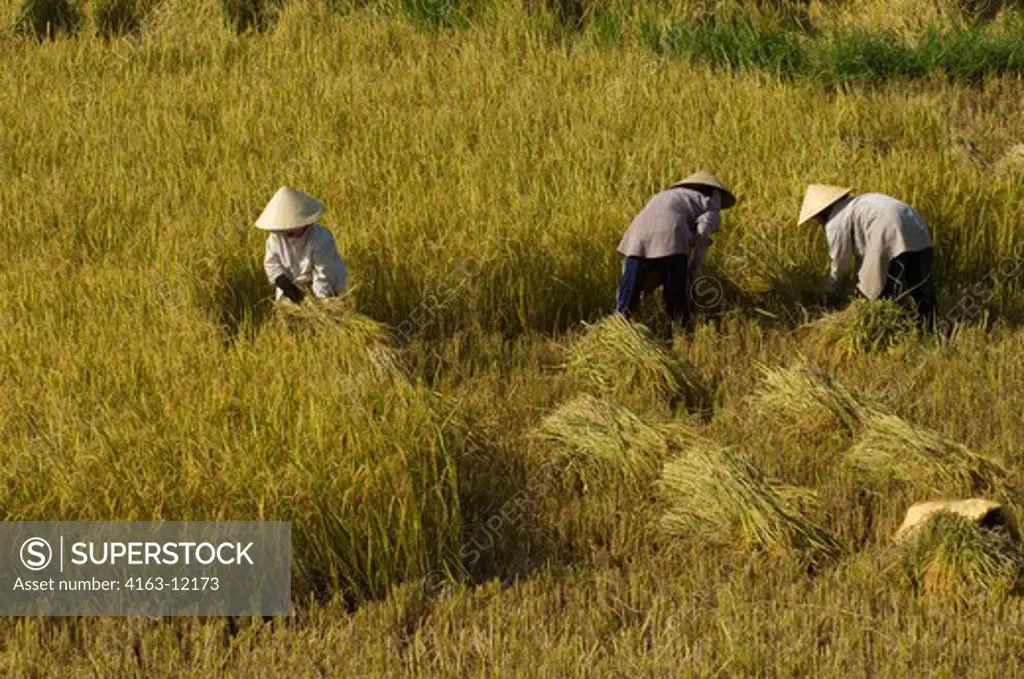 VIETNAM, NEAR DA NANG, FARMERS HARVESTING RICE