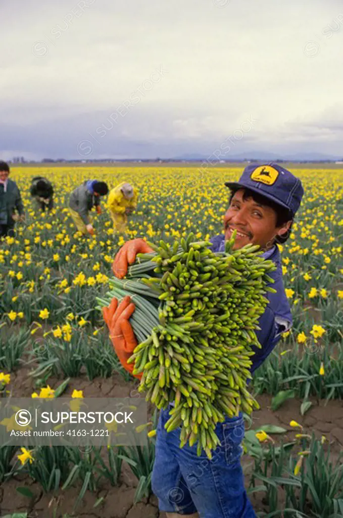 USA, WASHINGTON, SKAGIT VALLEY, DAFFODIL FIELD, MEXICAN MIGRANT WORKERS HARVESTING FLOWERS