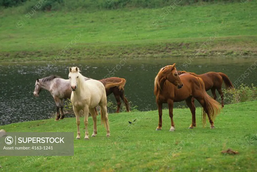 USA, WASHINGTON, SAN JUAN ISLAND, HORSES IN PASTURE