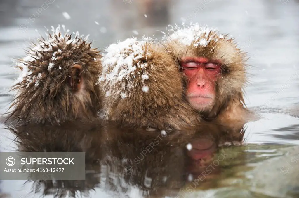 JAPAN, NEAR NAGANO, JIGOKUDANI, SNOW MONKEYS (Japanese Macaque), SITTING IN HOT SPRING