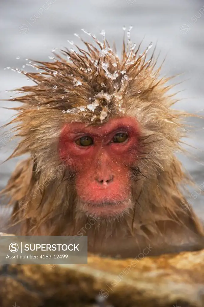 JAPAN, NEAR NAGANO, JIGOKUDANI, SNOW MONKEY (Japanese Macaque), SITTING IN HOT SPRING