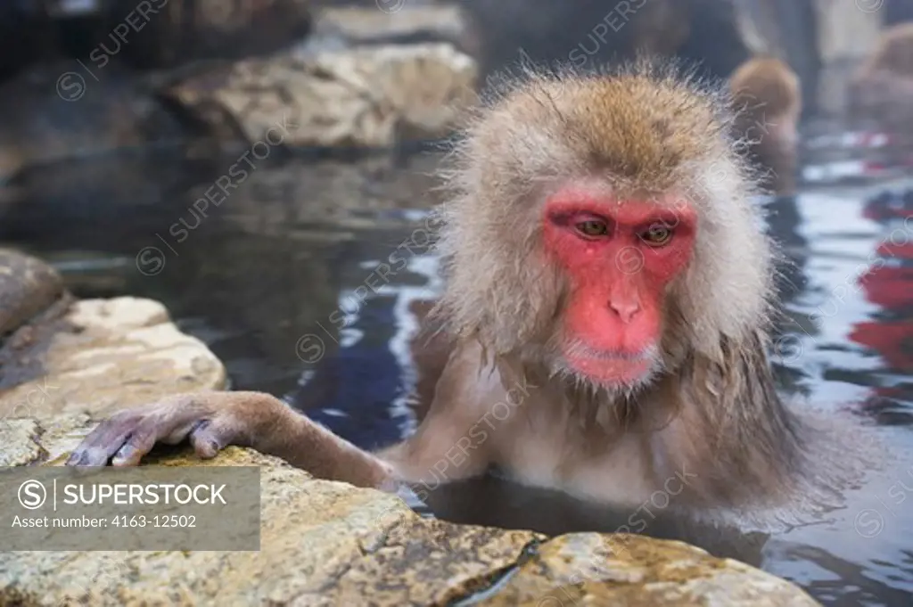 JAPAN, NEAR NAGANO, JIGOKUDANI, SNOW MONKEY (Japanese Macaque), SITTING IN HOT SPRING