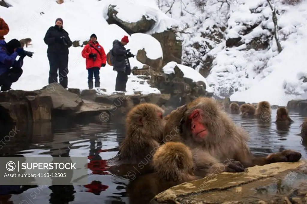 JAPAN, NEAR NAGANO, JIGOKUDANI, SNOW MONKEYS (Japanese Macaque), SITTING IN HOT SPRING, TOURISTS