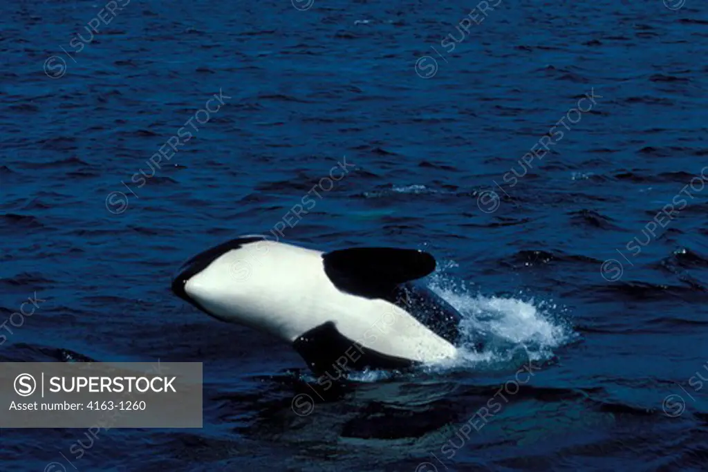 USA, WASHINGTON, SAN JUAN ISLANDS, HARO STRAIT, ORCA (KILLER WHALE) BREACHING