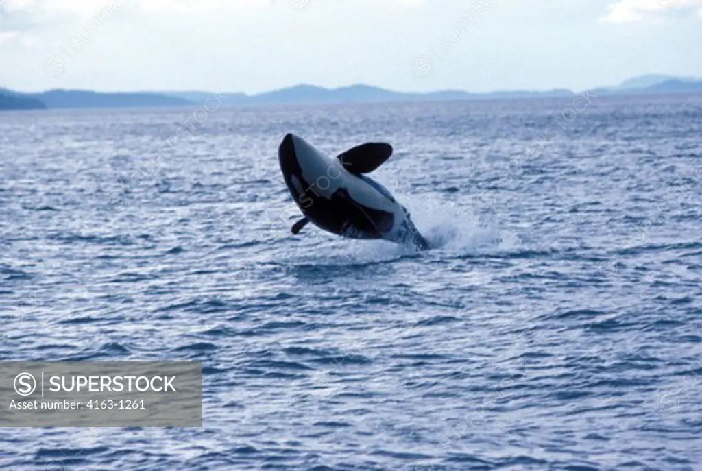 USA, WASHINGTON, SAN JUAN ISLANDS, HARO STRAIT, ORCA (KILLER WHALE), BREACHING