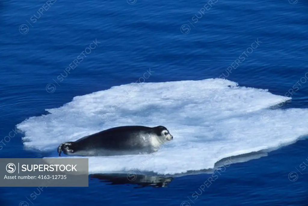 SPITSBERGEN, SEAL ON ICE FLOE