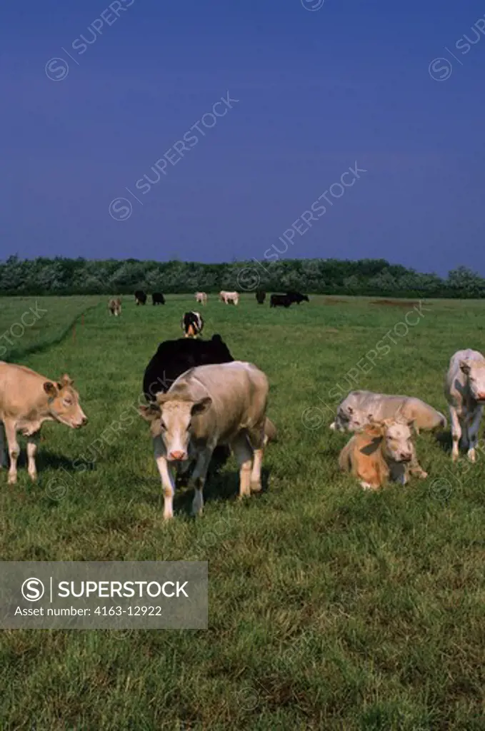 EAST GERMANY, RUGEN ISLAND, COWS IN PASTURE