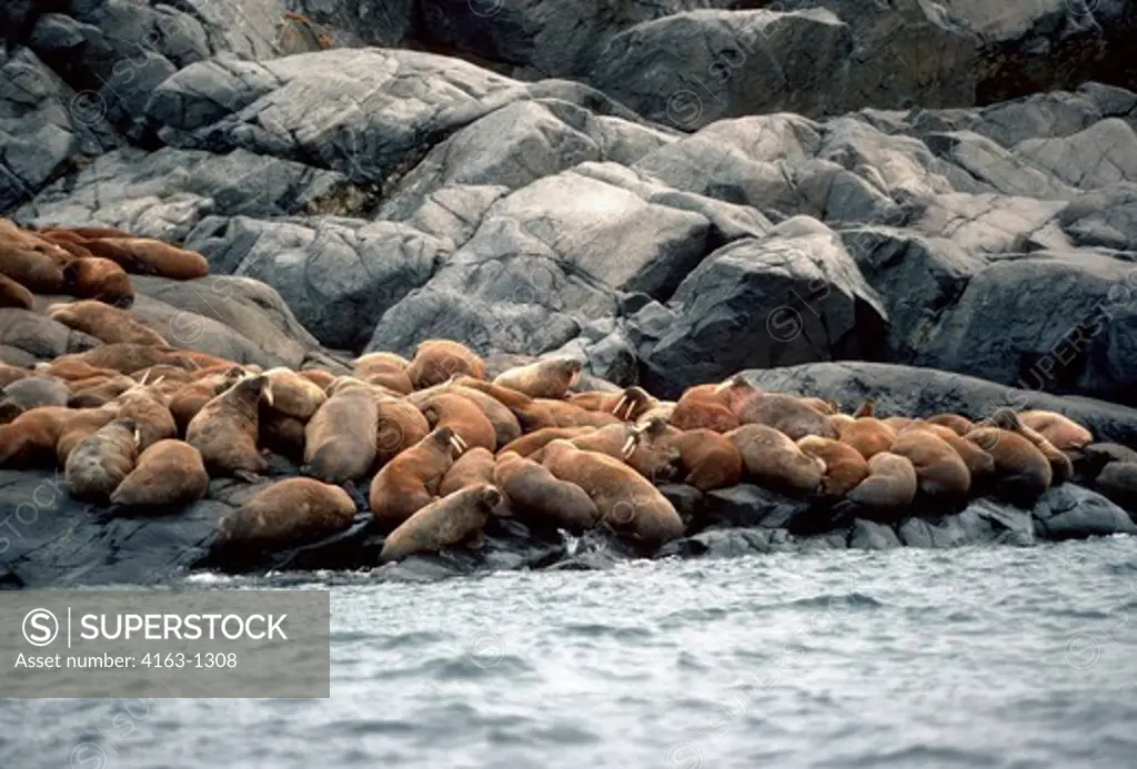 CANADA, NW TERRITORIES, HUDSON BAY, WALRUS IS., VIEW FROM SEA, WALRUS ON ROCKS
