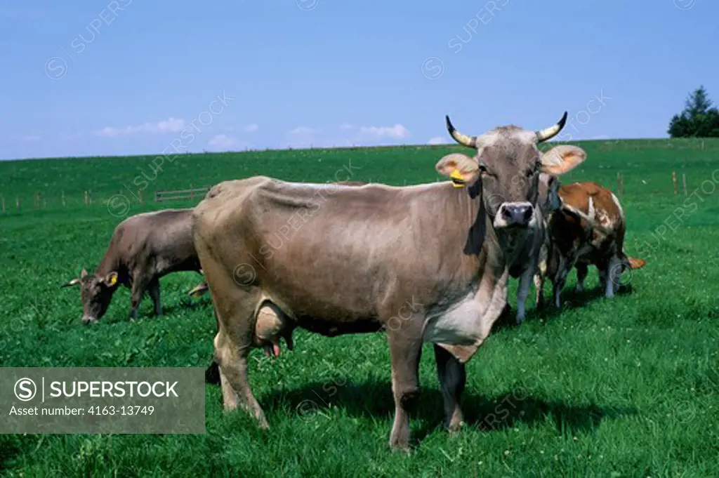 GERMANY, BAVARIA, COWS, FLIES, INSECTS