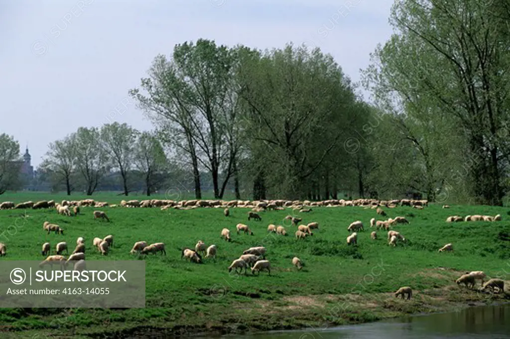 GERMANY, NEAR TORGAU, ELBE RIVER, SHEEP HERD GRAZING