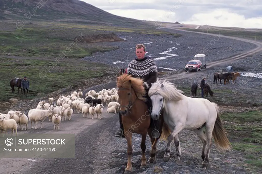 ICELAND, INTERIOR, FARMER HERDING SHEEP TO SUMMER PASTURE