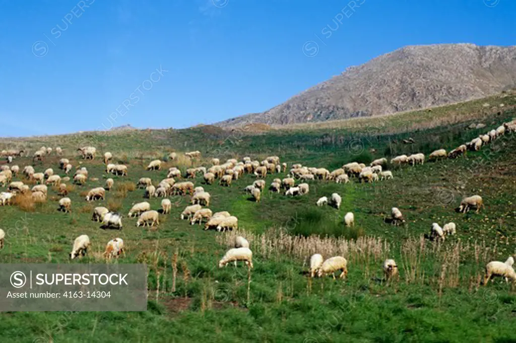 ITALY, SICILY, NEAR SCILLATO, SHEEP GRAZING