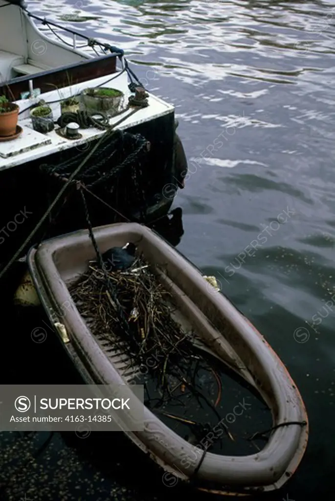 NETHERLANDS, HOLLAND, AMSTERDAM, CANAL SCENE WITH COOT NESTING IN BOAT