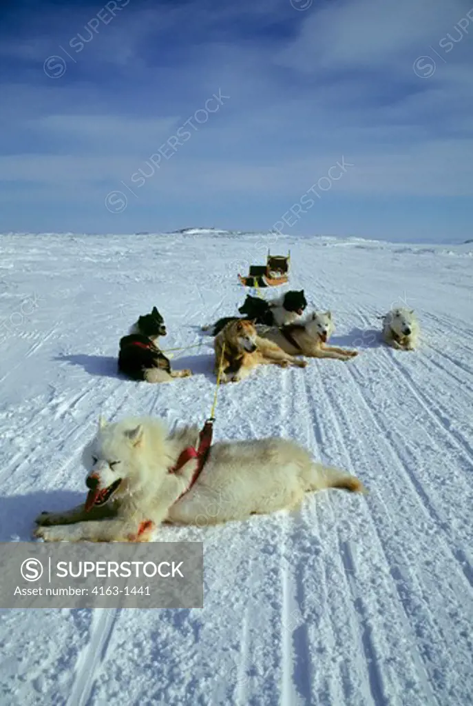 CANADA, NUNAVUT, BAFFIN ISLAND, IQALUIT, DOG TEAM RACES, TEAM AFTER RACE, DOG WOUNDED FROM DOG FIGHT