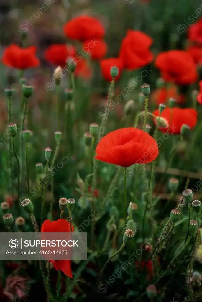 SPAIN, ROSES, RED POPPIES