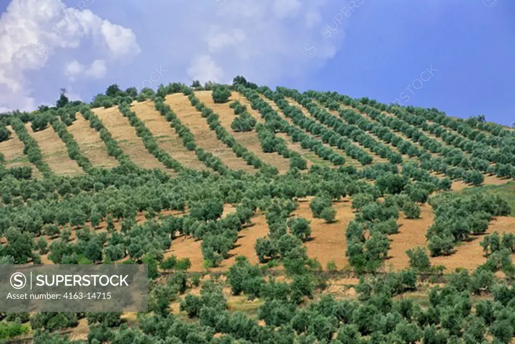 SPAIN, BETWEEN MALAGA AND GRENADA, OLIVE TREE PLANTATION