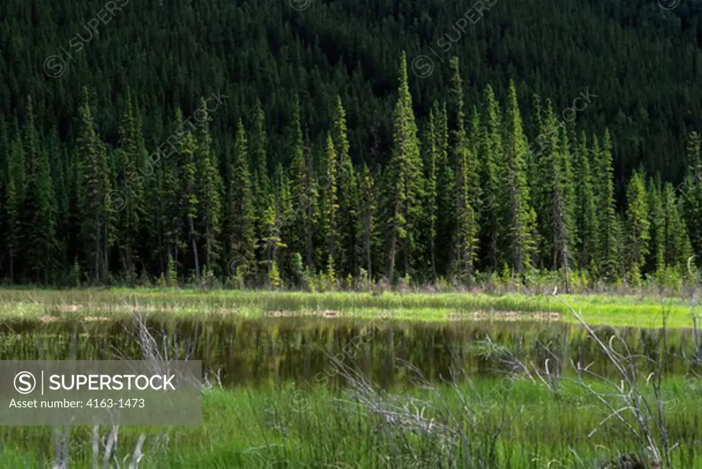 CANADA, ALBERTA, ROCKY MOUNTAINS, BANFF NATIONAL PARK, MARSH WITH LODGEPOLE PINE TREES