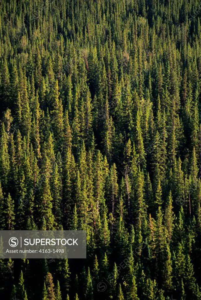 CANADA,ALBERTA,ROCKY MOUNTAINS, BANFF NATIONAL PARK, LODGEPOLE PINE FOREST