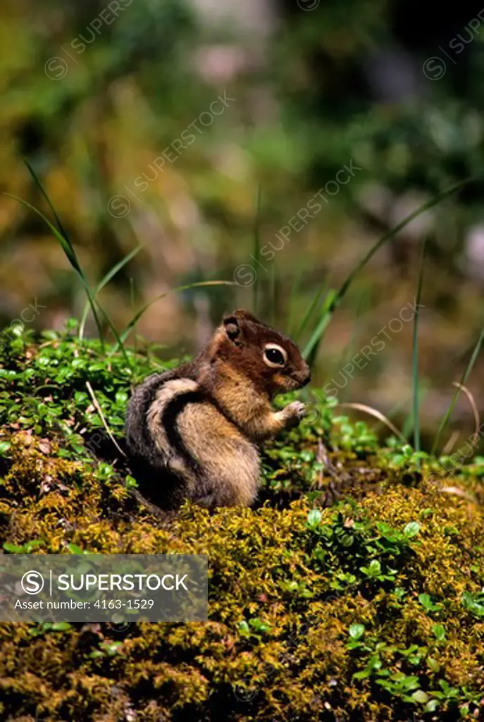 CANADA,ALBERTA,ROCKY MOUNTAINS, BANFF NATIONAL PARK, GOLDEN-MANTLED GROUND SQUIRREL EATING