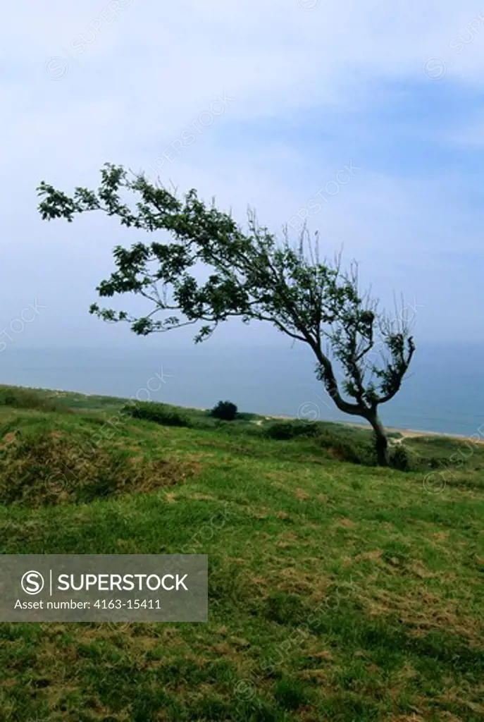 FRANCE, NORMANDY, OMAHA BEACH, TREES SHAPED BY WIND