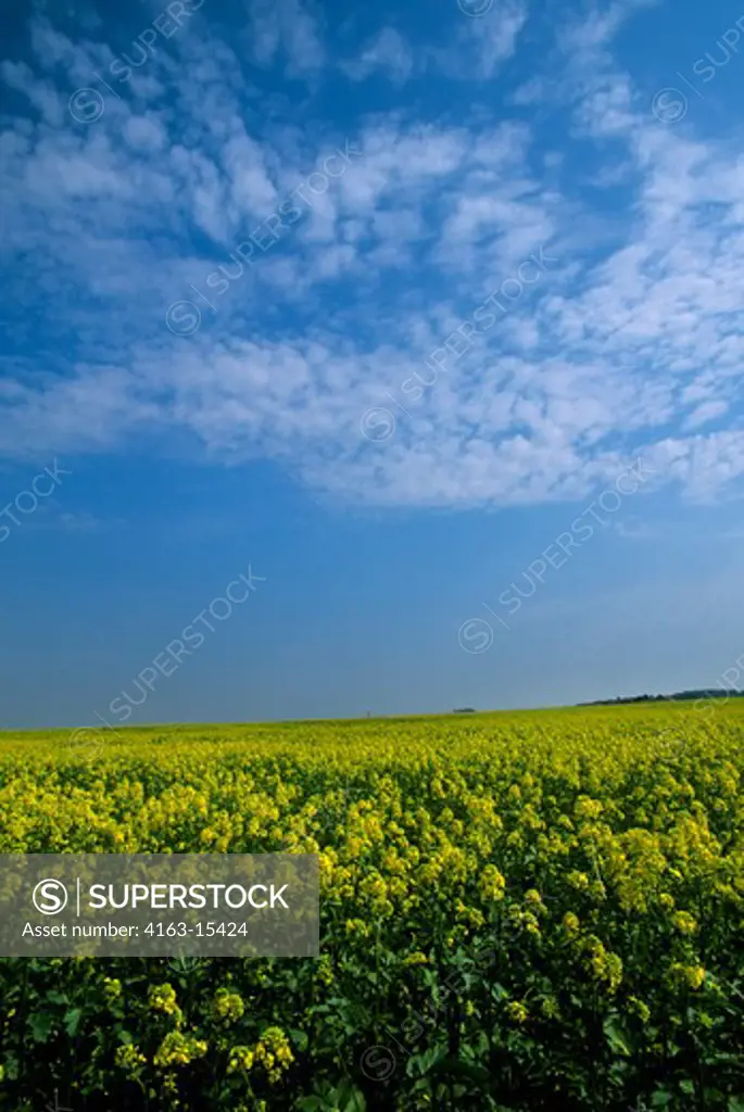 FRANCE, NORMANDY, RAPESEED FIELD (CANOLA)