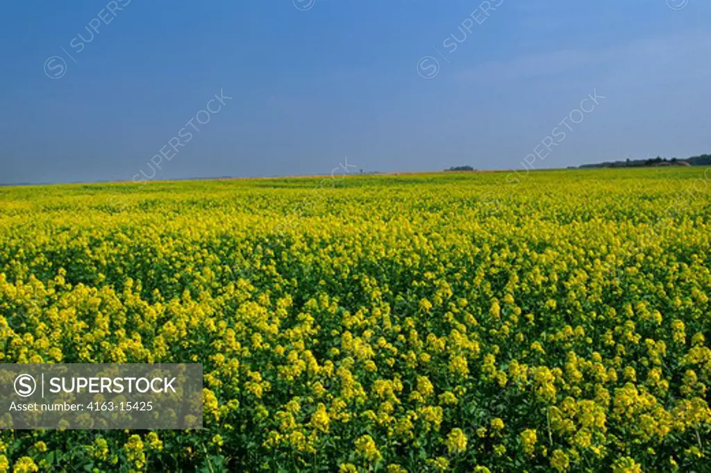 FRANCE, NORMANDY, RAPESEED FIELD (CANOLA)