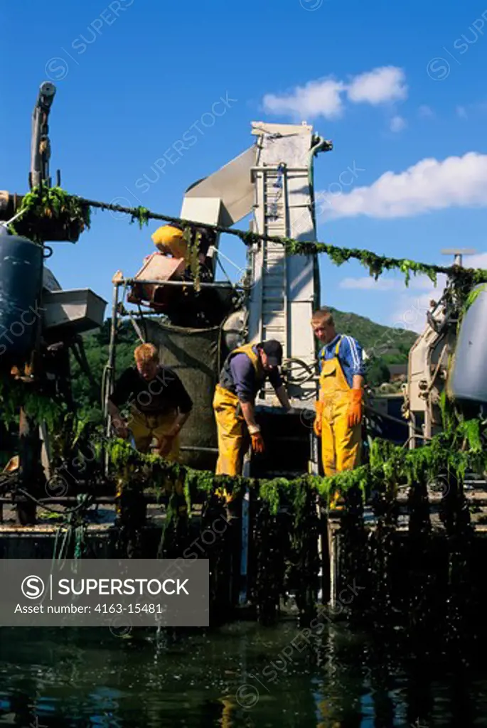 IRELAND, BANTRY BAY, GLENGARRIF, MUSSEL FARM, MUSSELS BEING HARVESTED