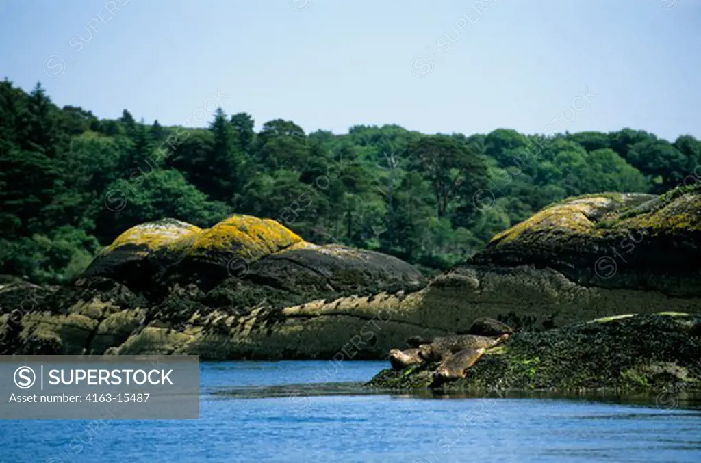 IRELAND, BANTRY BAY, GLENGARRIF, COMMON SEALS (HARBOR SEALS)