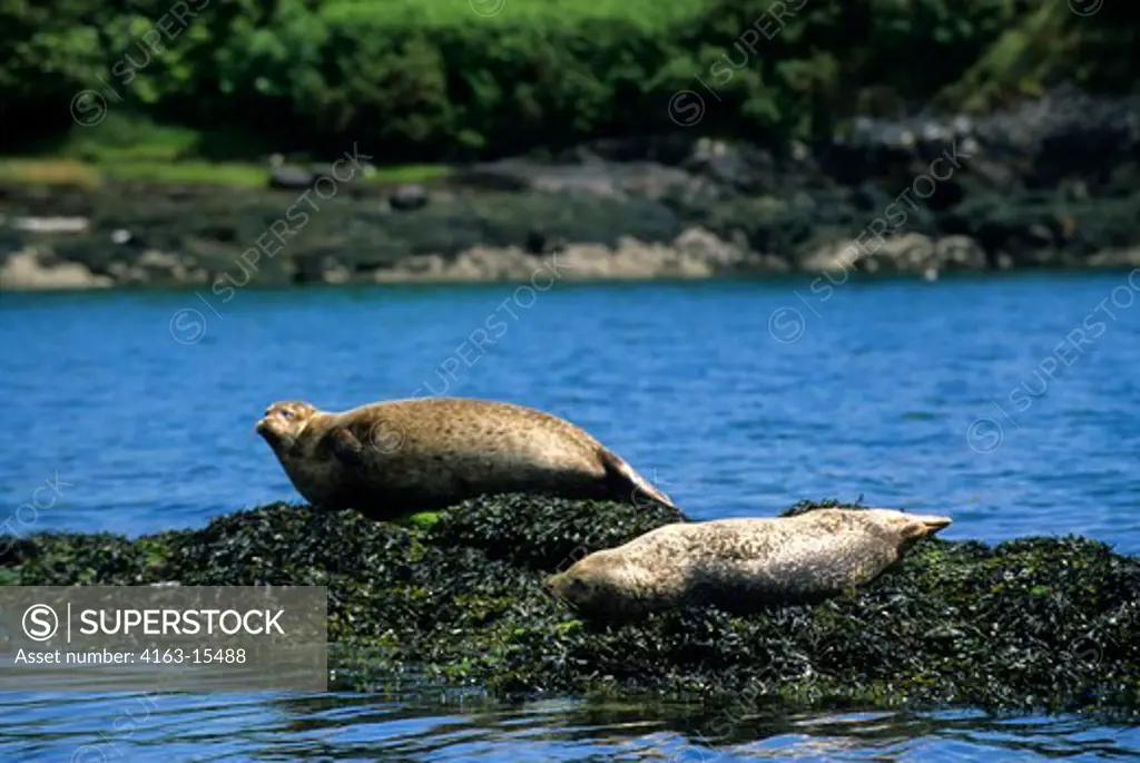 IRELAND, BANTRY BAY, GLENGARRIF, COMMON SEALS (HARBOR SEALS)