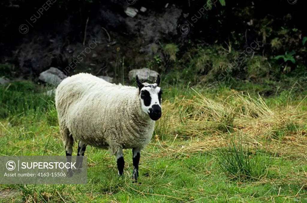 IRELAND, NEAR KILLARNEY, SHEEP (RING OF KERRY)