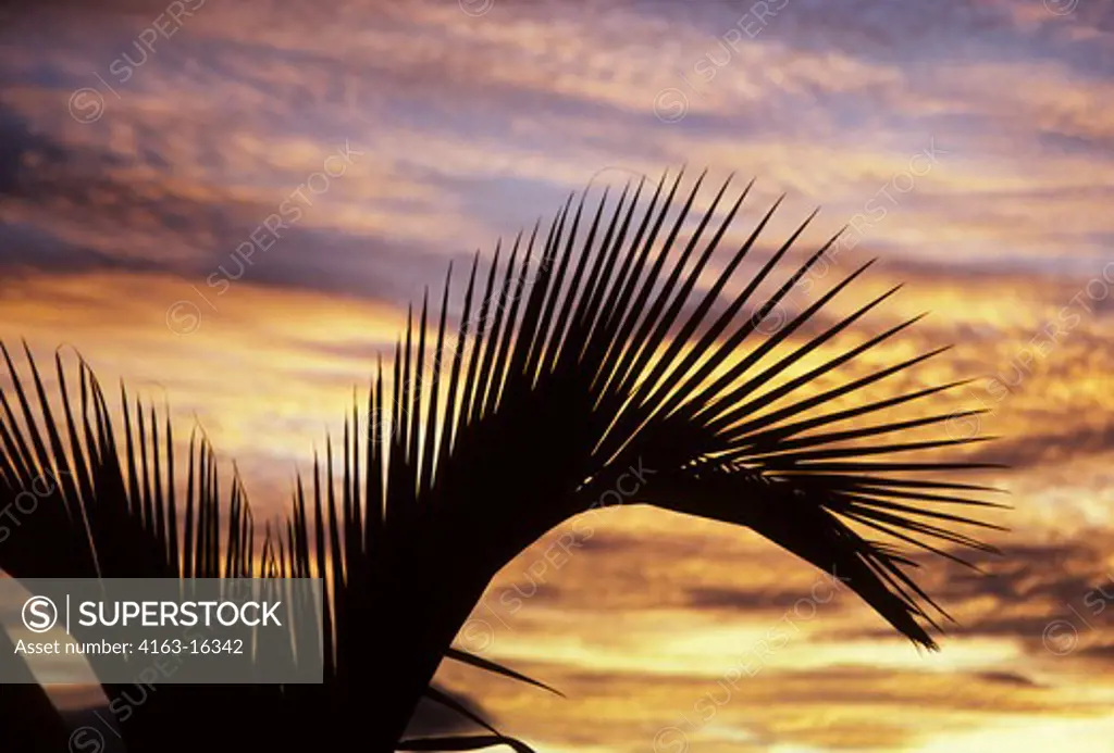 EASTER ISLAND, CHILE, PALM TREES IN SUNSET