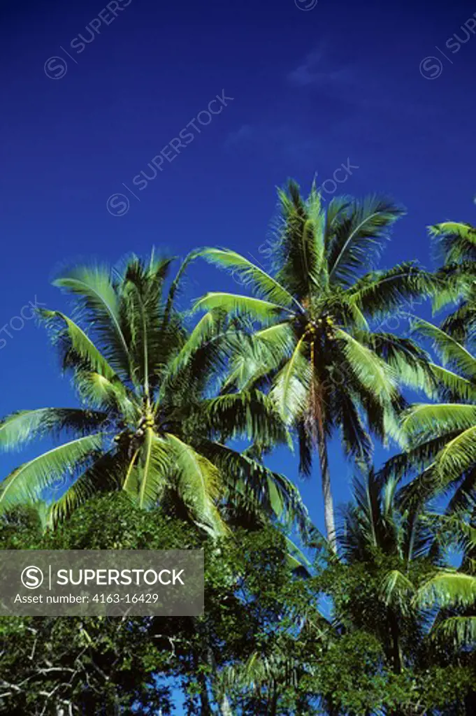 SOLOMON ISLANDS, TREASURY ISLAND GROUP, COCONUT PALM TREES WITH COCONUTS